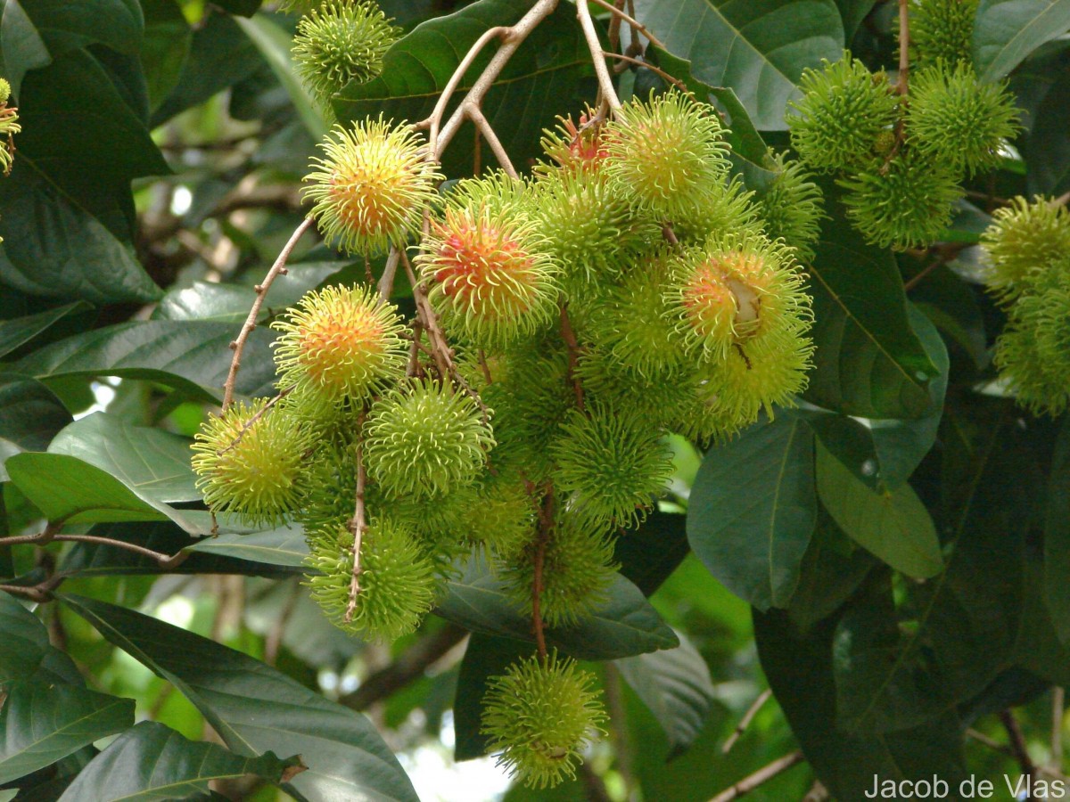 Nephelium lappaceum L.